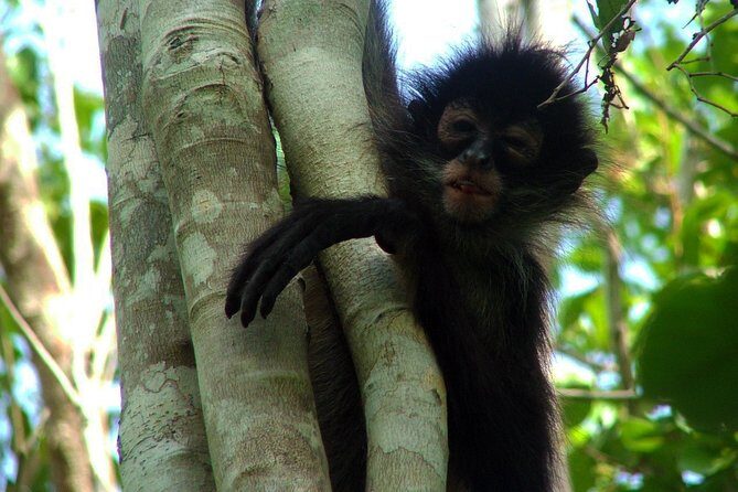 Private - Mayan Inland Expedition - Coba Ruins, Punta Laguna and Mayan family - Who Is This Tour Best For?