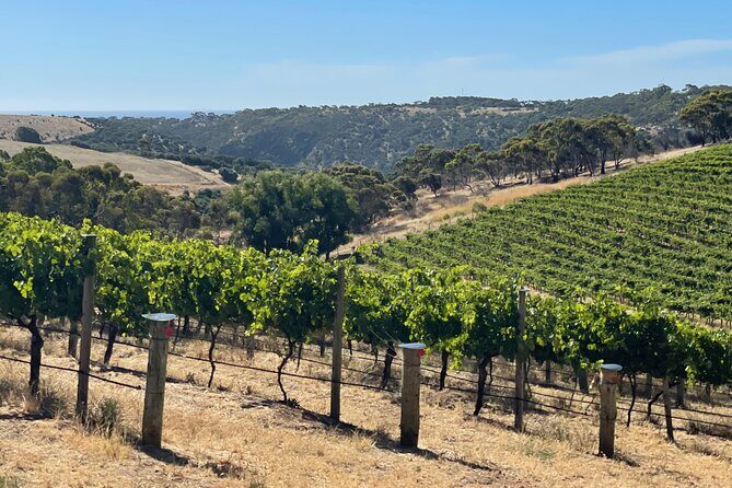 Private Mclaren Vale Wine Tour - An In-Depth Review of the McLaren Vale Private Wine Tour
