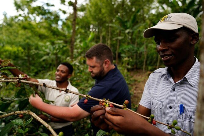 Private Meru Coffee Tour in Nkoaranga - Key Points