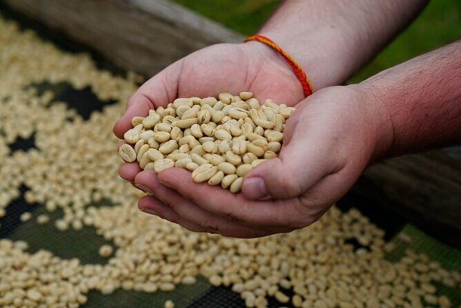 Private Meru Coffee Tour in Nkoaranga - Why This Tour Offers Great Value