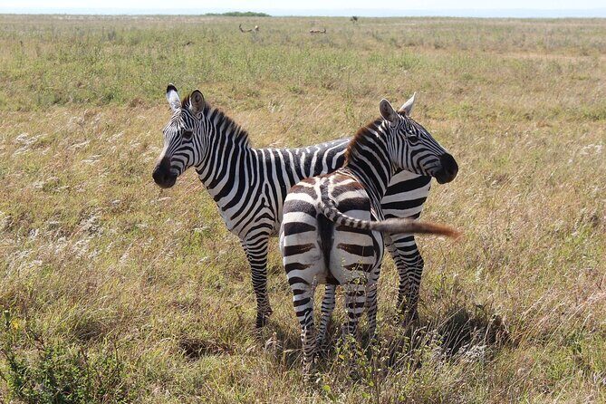 Private Mini Safari Tour in Nairobi - The Detailed Breakdown of the Experience