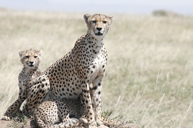 Private Mini Safari Tour in Nairobi - The Bottom Line: Is It Worth It?