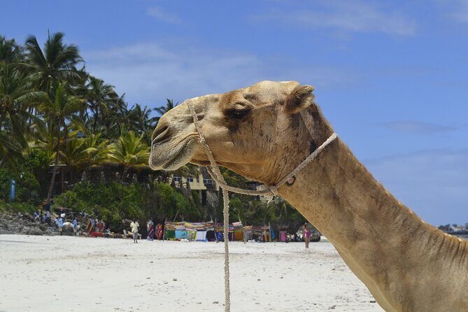 PRIVATE: MOMBASA FULL DAY TOUR and EXCURSUION - Final Thoughts