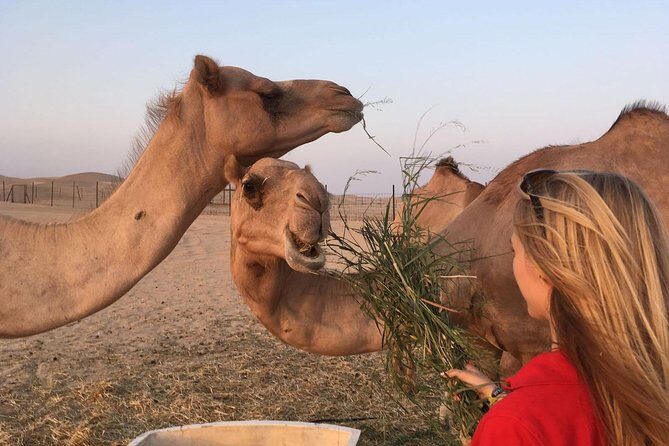 Private Morning Desert Safari - In-Depth Look at the Itinerary