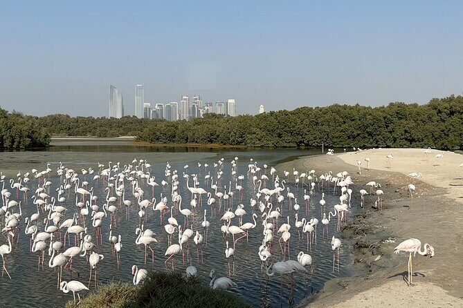 Private Morning Desert Safari with Camel Ride Falcon Photos - An In-Depth Look at the Experience