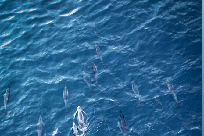 Private Morning Dolphin Watching Snorkeling and Seafood BBQ - Key Points