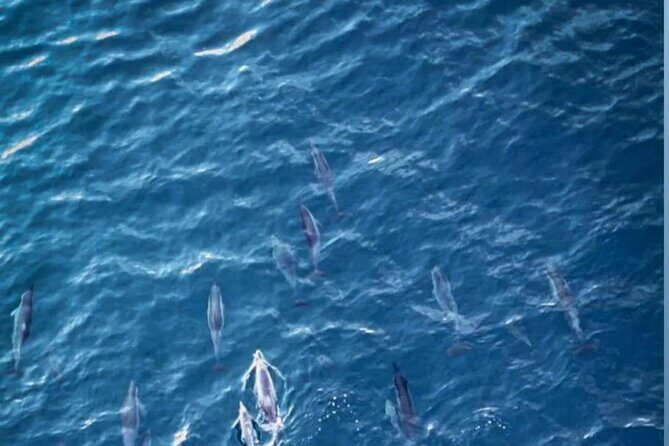 Private Morning Dolphin Watching Snorkeling and Seafood BBQ - A Step-by-Step Look at the Tour Experience
