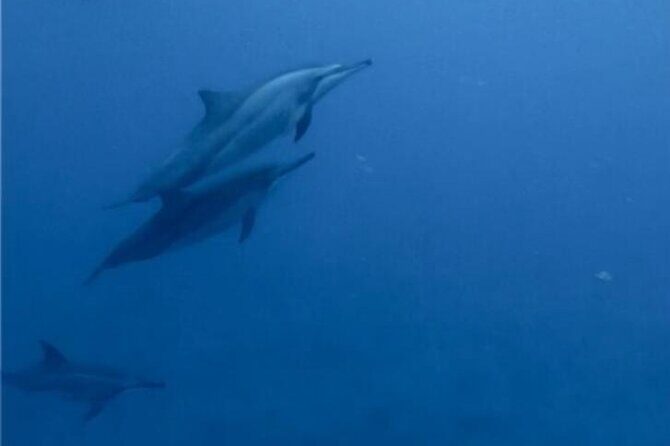 Private Morning Dolphin Watching Snorkeling and Seafood BBQ - Practical Details and Tips