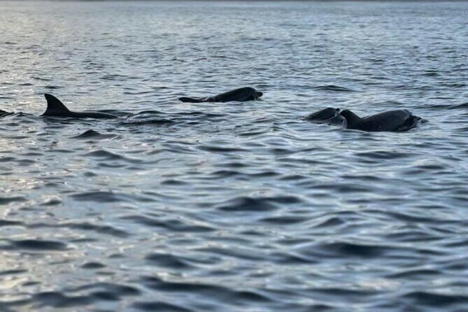 Private Morning Dolphin Watching Snorkeling and Seafood BBQ - Authentic Experiences and Genuine Encounters