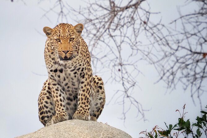 Private Morning Game Drive from Hazyview l Kruger National Park - Key Points