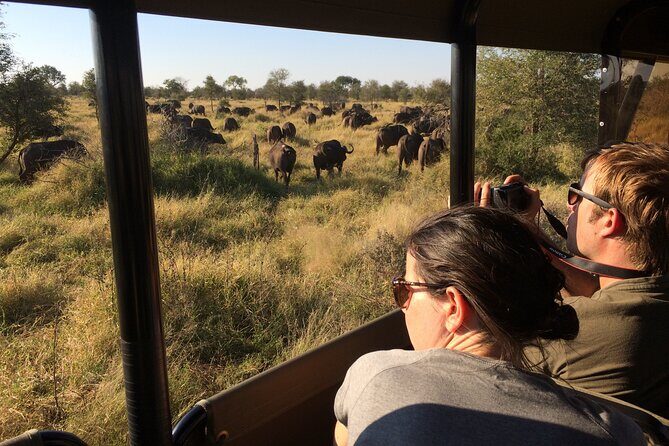 Private Morning Game Drive from Hazyview l Kruger National Park - Who Will Love This Tour?