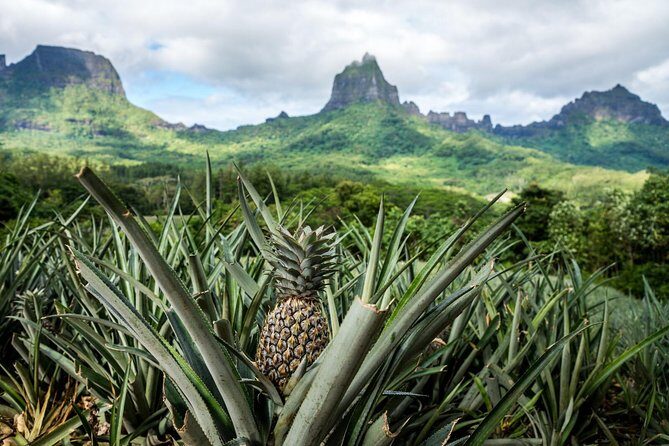 Private Morning Moorea 4WD Tour with Champagne - What’s Included and Why It Matters