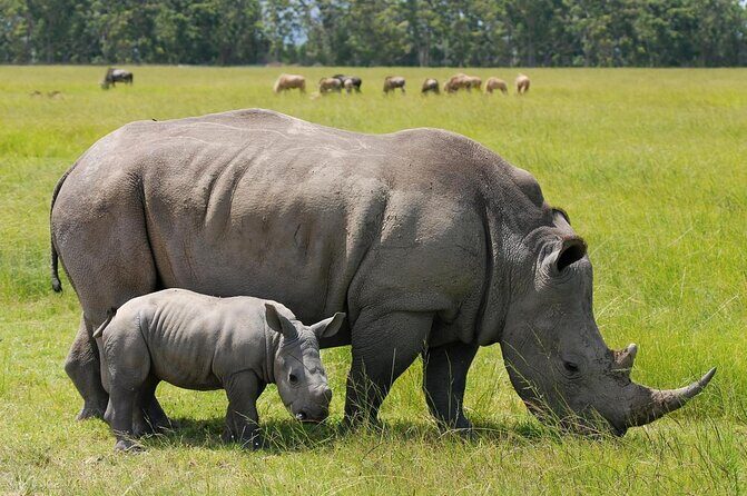 Private Morning Safari to Nairobi National Park & Giraffe Center - An In-Depth Look at the Private Morning Safari Experience