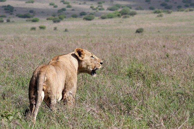 Private Morning Safari to Nairobi National Park & Giraffe Center - Final Thoughts: Is It Worth It?
