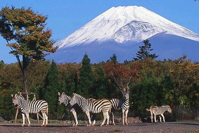 Private Mount Fuji and Hakone City Tour from Tokyo - Analyzing the Experience
