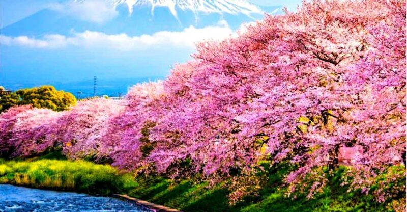 Private Mount Fuji sightseeing Day trip with English Guide - An Overview of the Experience