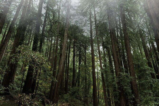 Private Muir Woods and Sausalito Half-Day Tour from San Francisco - A Closer Look at the Itinerary