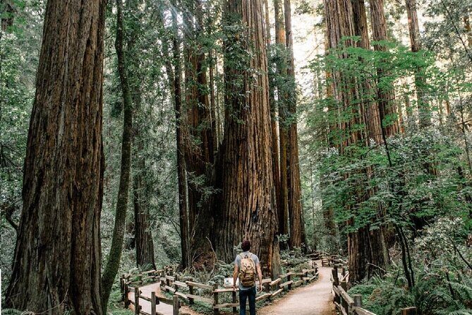 Private Muir Woods, Sausalito, and Marin Headlands Tour - The Sum Up