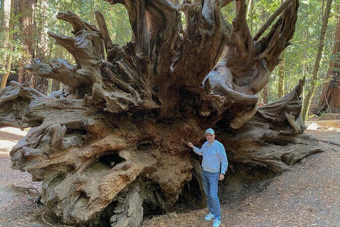 Private Muir Woods Tour Via Luxury Tesla - Who Will Love This Tour?