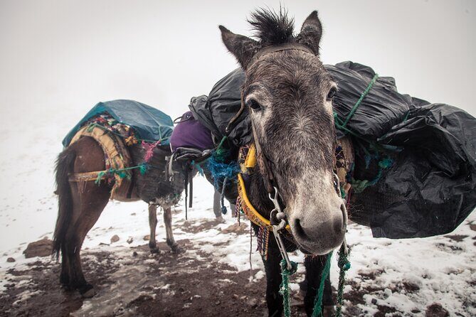 Private Mules Tour from Chefchaouen - The Sum Up: Is This Tour Right for You?