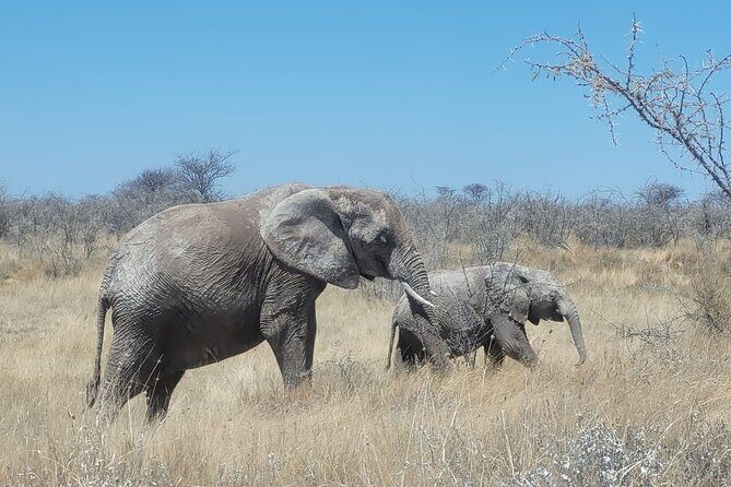Private Multi-Day Tour Self-Drive for Beginners Safari in Namibia - An In-Depth Look at the Namibia Self-Drive Safari
