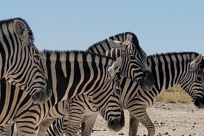 Private Multi-Day Tour Self-Drive for Beginners Safari in Namibia - FAQ