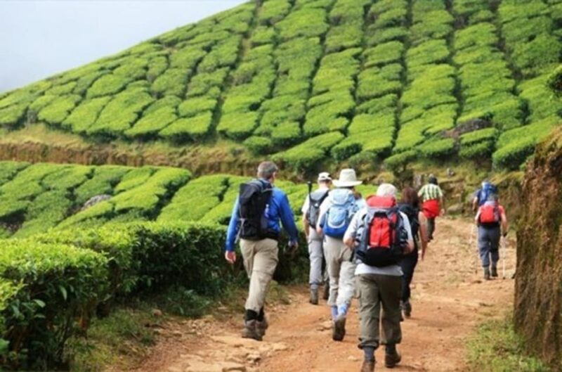 "Private Munnar Day Tour: Trekking & Scenic Highlights" - FAQ