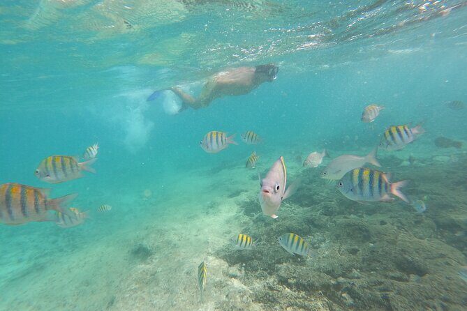 Private MUSA Snorkeling Experience at Isla Mujeres and Cancun - FAQ