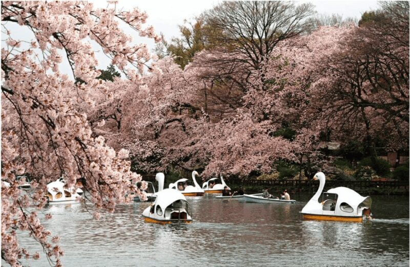 Private Must-see Sakura Journey in Tokyo City - Exploring the Private Must-see Sakura Journey in Tokyo City