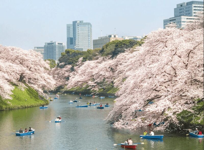 Private Must-see Sakura Journey in Tokyo City - Who Would Benefit Most from This Tour?