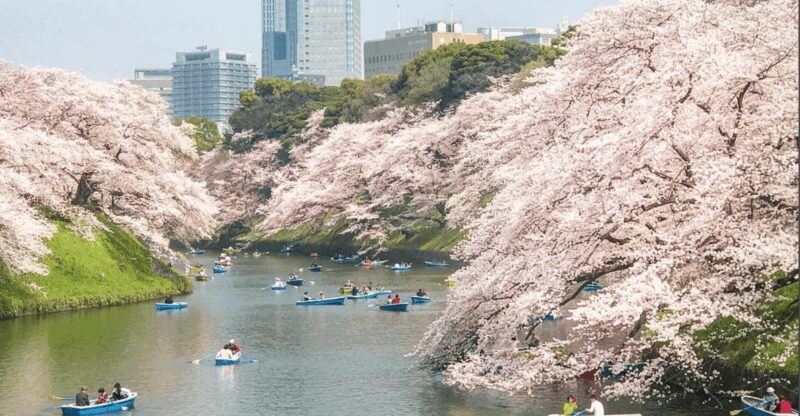Private Must-see Sakura Journey in Tokyo City - FAQ (Frequently Asked Questions)