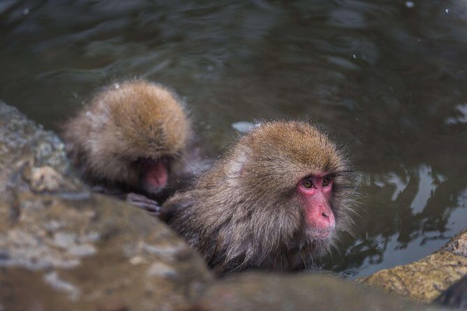 Private Nagano 1-Day Tour:Snow Monkeys,Zenko-ji,Obuse,Sake,Onsen - Key Points