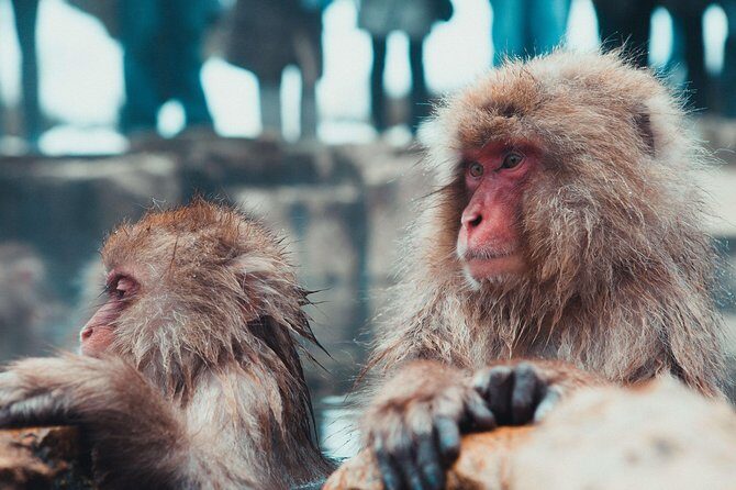 Private Nagano 1-Day Tour:Snow Monkeys,Zenko-ji,Obuse,Sake,Onsen - A Closer Look at the Itinerary