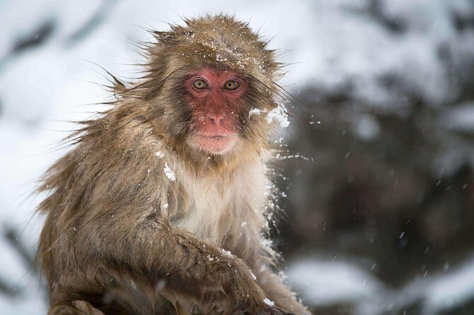 Private Nagano 1-Day Tour:Snow Monkeys,Zenko-ji,Obuse,Sake,Onsen - FAQs