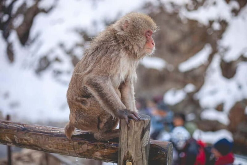 Private Nagano Day Trip: Snow Monkeys & Historic Temples - FAQs