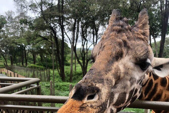 Private Nairobi Day tour to Giraffe Center and Karen Blixen - The Sum Up: Is It Worth Your Time and Money?