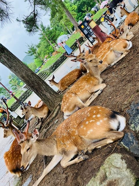 Private Nara Tour from Osaka Meet at Your Hotel - Key Points