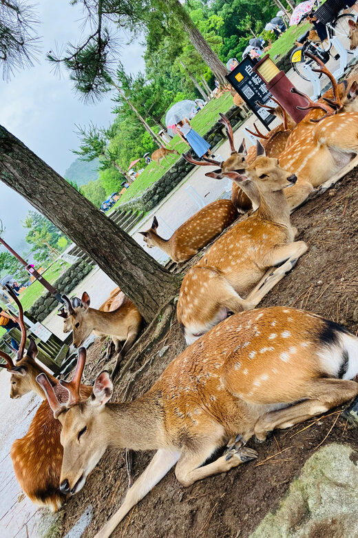 Private Nara Tour from Osaka Meet at Your Hotel - An In-Depth Look at the Nara Experience