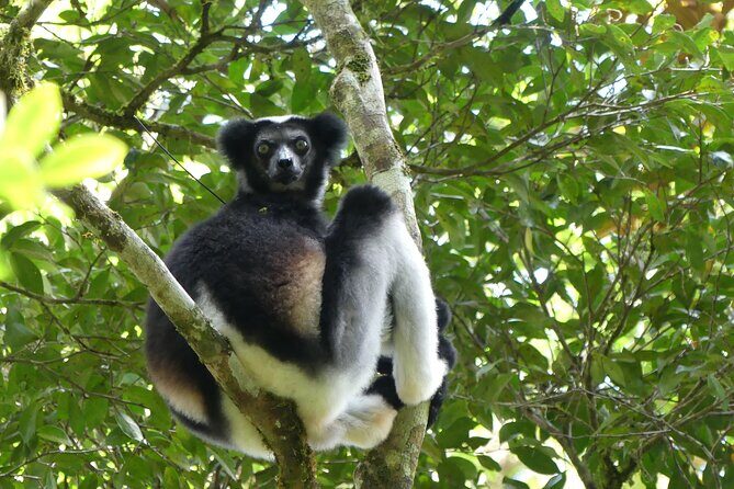 Private Nature and Discovery Tour in Madagascar - Why This Tour Offers Great Value