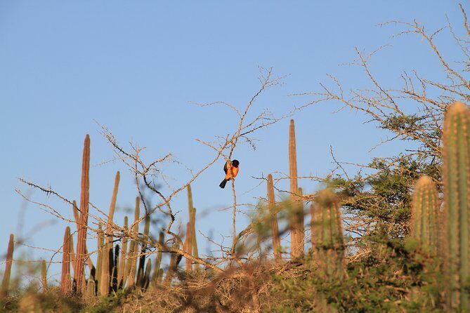 Private nature tour: Aruba's highest point & pristine coral reef - FAQ