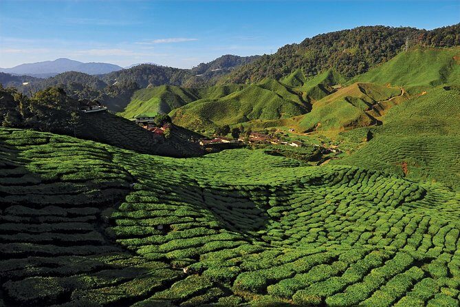 Private Nature Trip to Cameron Highlands from Kuala Lumpur - An In-Depth Look at the Cameron Highlands Private Tour