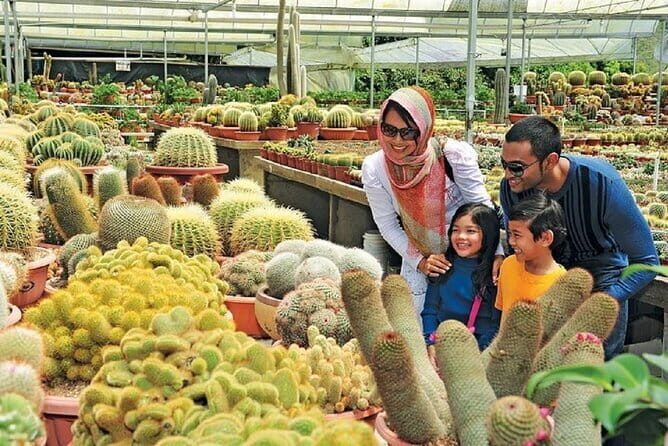 Private Nature Trip to Cameron Highlands from Kuala Lumpur - Key Points