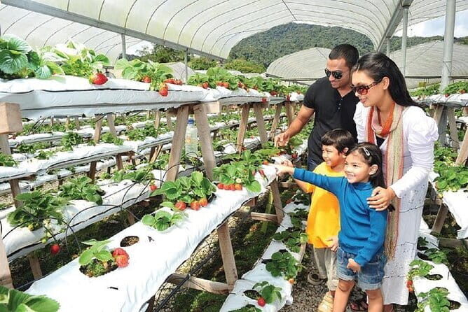 Private Nature Trip to Cameron Highlands from Kuala Lumpur - Discovering the Charm of Cameron Highlands