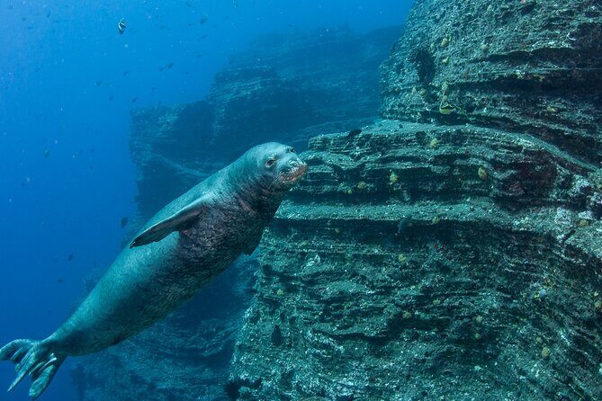 Private Niihau Scuba Charter with 2 or 3 Tank Dive Option - Key Points