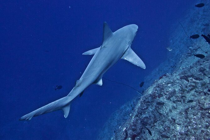 Private Niihau Scuba Charter with 2 or 3 Tank Dive Option - FAQs