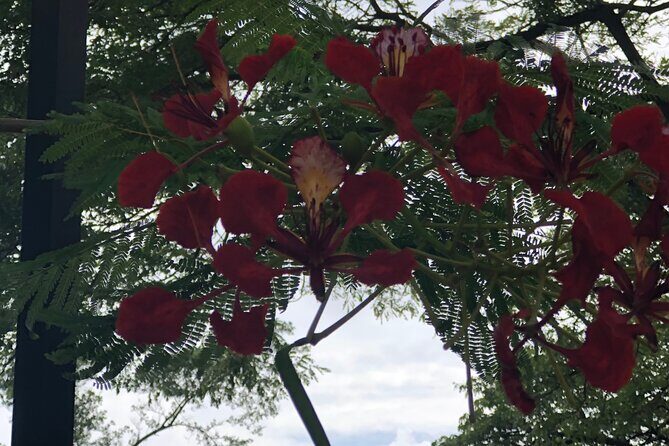 Private North Shore Tour From Waikiki - Key Points