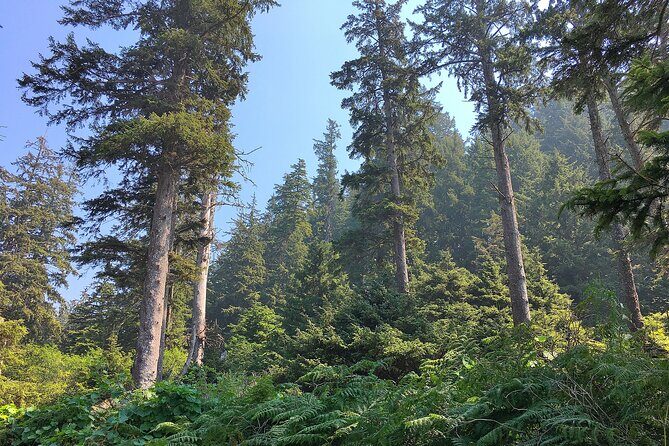 Private Northern Oregon Coast Tour - An In-Depth Look at What This Tour Offers
