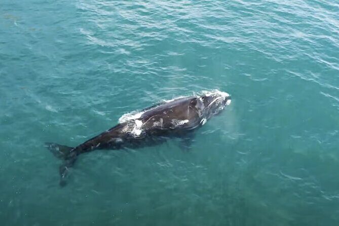 Private Ocean Safari in La Ventana: Marine Wildlife Experience - The Value of This Experience
