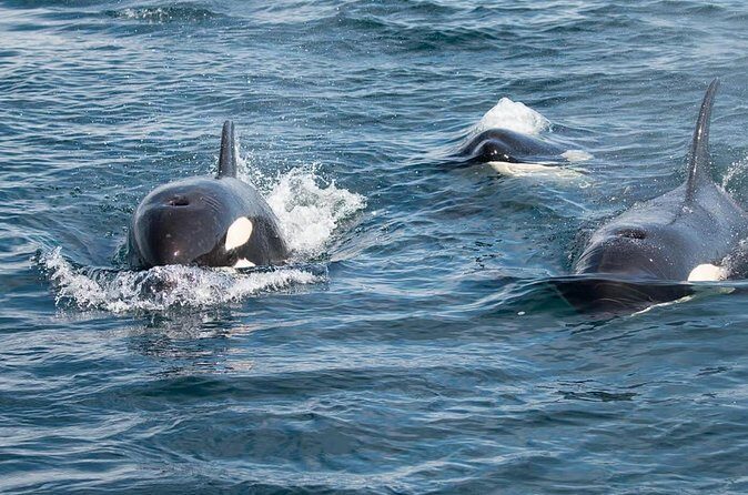 Private Ocean Safari in La Ventana: Marine Wildlife Experience - Practical Considerations