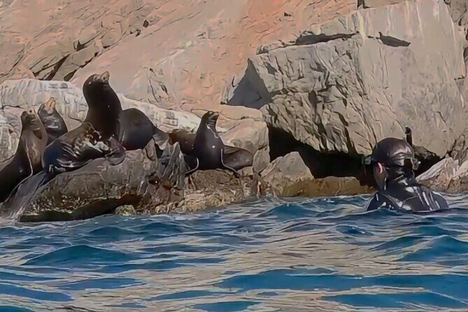 Private Ocean Safari in La Ventana: Marine Wildlife Experience - The Sum Up